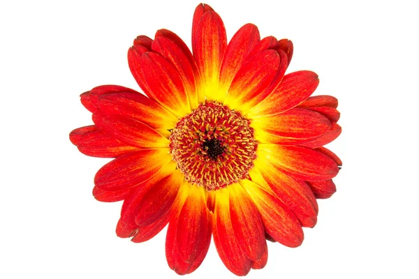 Närbild Bild Vackra Gerbera Blomma Isolerad Vit Bakgrund — Stockfoto