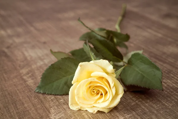 Piękna Żółta Róża Drewnianym Ciemnym Tle — Zdjęcie stockowe