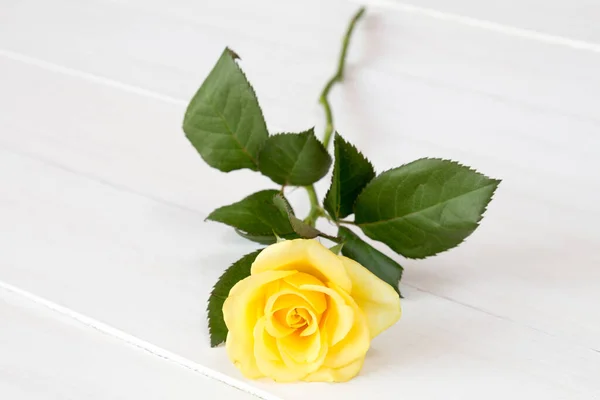 Gyönyörű Sárga Rózsa Fehér Háttér — Stock Fotó