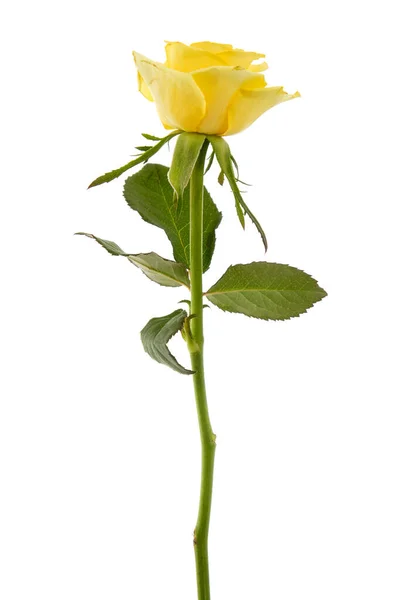 Gyönyörű Sárga Rózsa Elszigetelt Fehér Háttér — Stock Fotó
