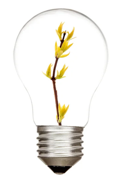 Light Bulb Sprout Isolated White Background — Stock Photo, Image