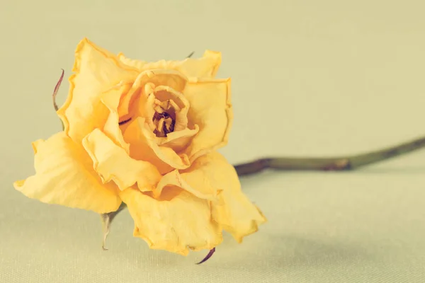 Dry Yellow Rose Green Background Vintage Color Tone — Stock Photo, Image