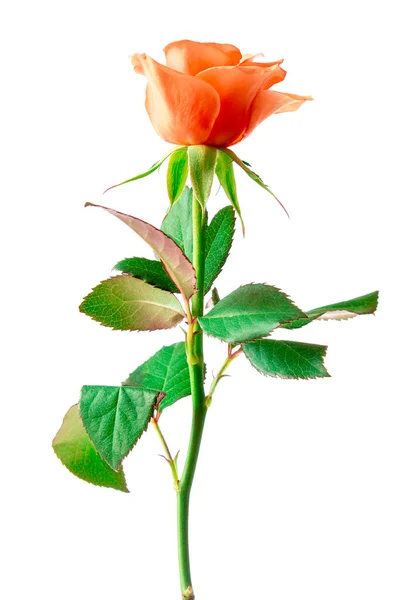 Gyönyörű Vörös Rózsa Elszigetelt Fehér Háttér — Stock Fotó