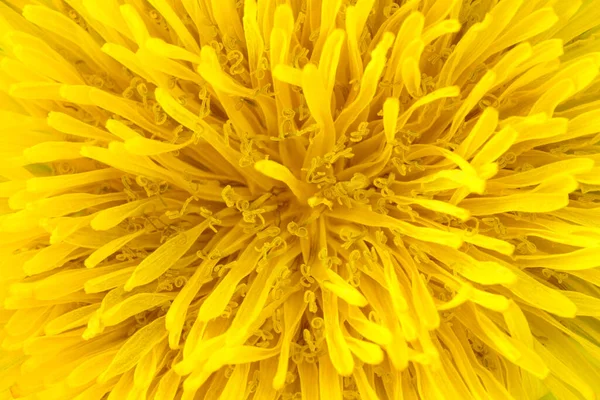 Желтый Одуванчик Супер Макро Снимок Весна Летний Цветок — стоковое фото