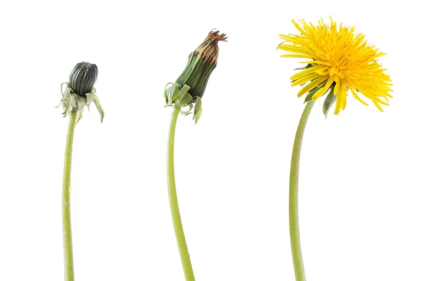 Löwenzahnblüte Drei Phasen Stadien Der Entwicklung Isoliert Auf Weißem Hintergrund — Stockfoto