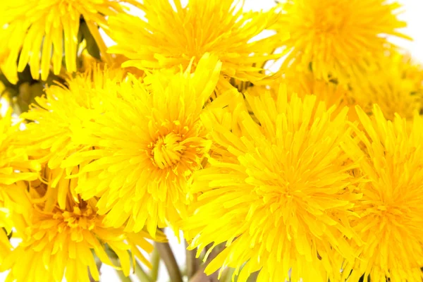Закройте Вид Желтые Цветки Одуванчиков Весенние Летние Растения — стоковое фото