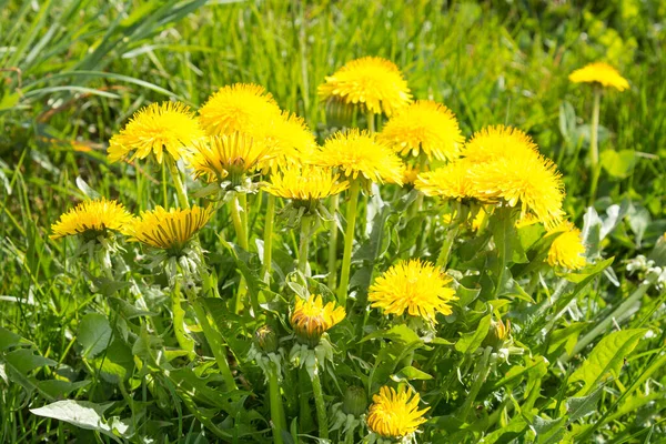 Bunch Sow Thistle Summer Meadow Dandelion Wild — Stock Photo, Image
