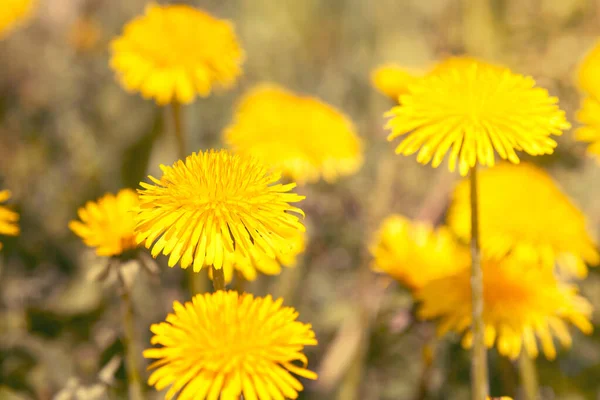 Vista Cerca Los Hermosos Dientes León Amarillos Imagen Filtrada — Foto de Stock