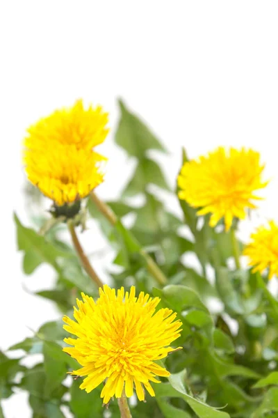 Nahaufnahme Der Gelben Löwenzahnblüte Auf Weißem Hintergrund — Stockfoto