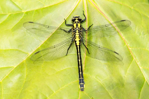 Dragonfly Ένα Φύλλο Σφενδάμου Ένα Ηλιόλουστο Καλοκαίρι — Φωτογραφία Αρχείου