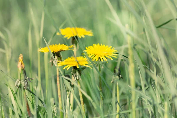 Весенние Цветы Одуванчики Траве Фильтрованное Изображение — стоковое фото