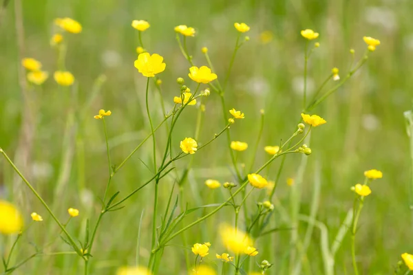 Желтые Полевые Цветы Лугу Летом — стоковое фото