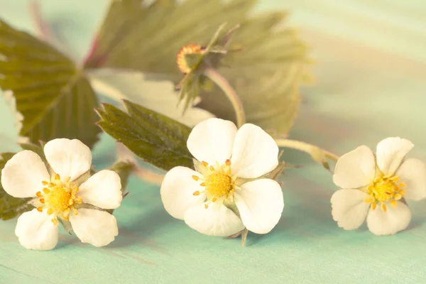 野生草莓的花 紫苏花 过滤图像 — 图库照片