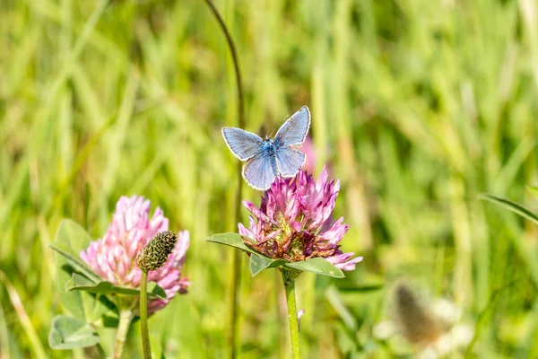青い蝶が赤いクローバーの花に座っている — ストック写真