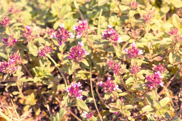 Färska Timjan Örter Med Violetta Blommor Som Växer Ängen — Stockfoto