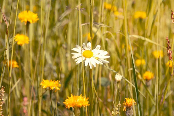 夏天的草地 只有一朵雏菊和其他野花 — 图库照片
