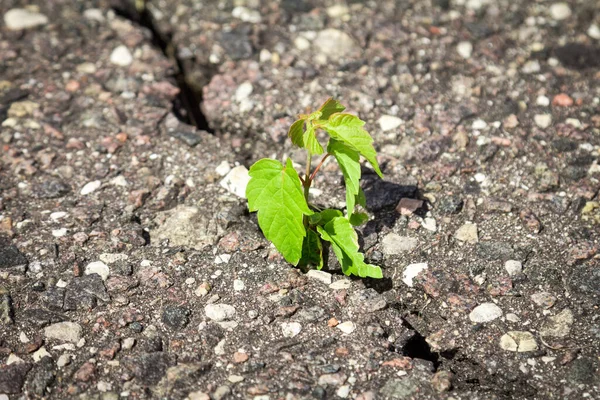 Planta Verde Crescendo Calha Asfalto Rachado — Fotografia de Stock