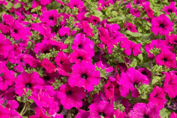 Рожеві Квіти Петунії Цвітуть Саду — стокове фото