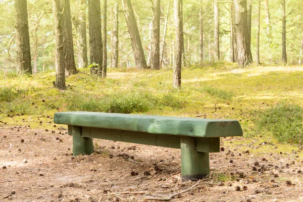 Wood Bench Summer Pine Forest — Stock Photo, Image