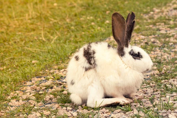 Lapin Pâques Tacheté Blanc Assis Dans Jardin — Photo