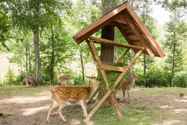 Deer Eating Grass Feeder Forest — Stock Photo, Image