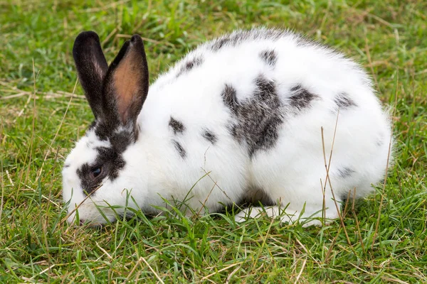 White Spotted Easter Rabbit Sitting Grassland — Stock Photo, Image