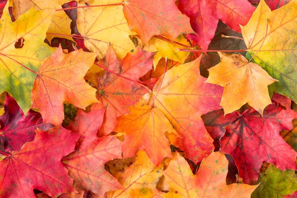 Hintergrund Der Farbigen Herbstlichen Ahornblätter — Stockfoto