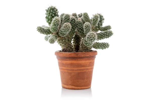 Pequeño Cactus Maceta Aislado Sobre Fondo Blanco —  Fotos de Stock