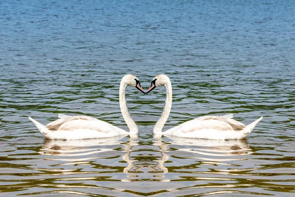 Beautiful White Swans Heart Shape Lake Love Bird Valentine Day — Stock Photo, Image