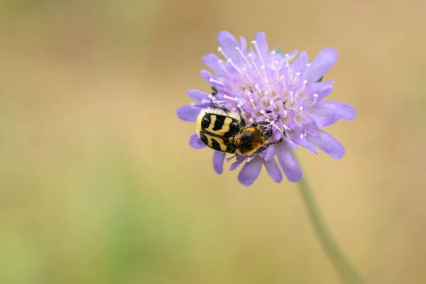 Makro Zblízka Záběr Fialové Květiny Chybou — Stock fotografie