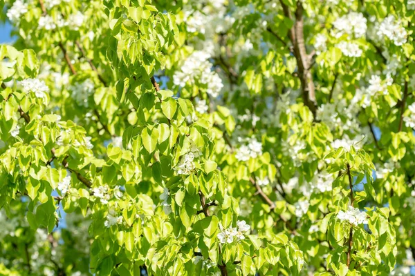 Rama Floreciente Con Flores Ciruela Blanca Día Soleado —  Fotos de Stock