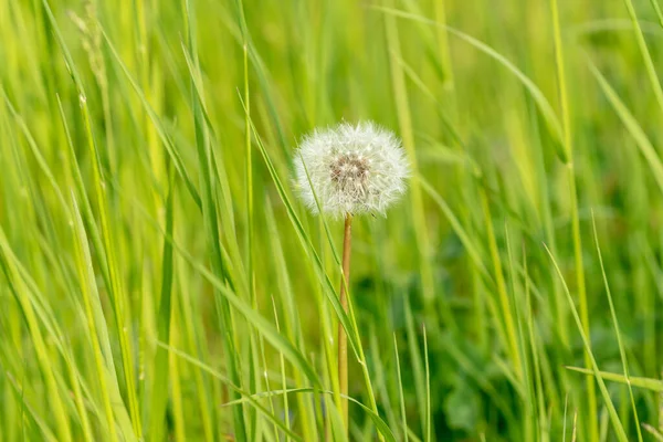 White Dandelion Seed Head Green Grass — Stock Photo, Image