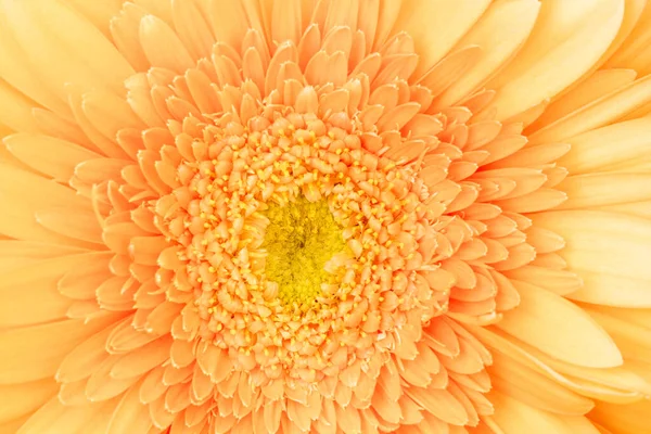 Macro Photo Gerbera Fleur Comme Fond — Photo