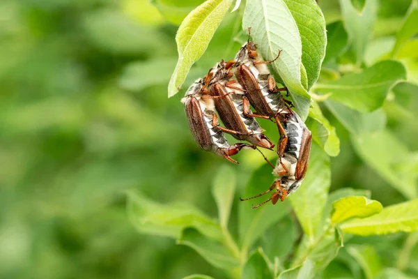 在绿叶上的交配季节里的一群蟑螂 — 图库照片