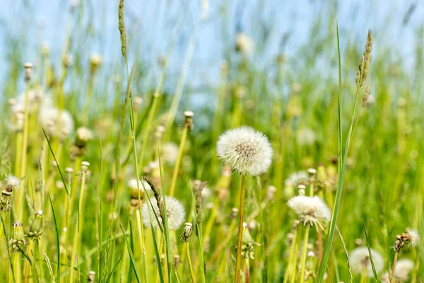 Dandelion Meadow Wildflowers Summer Field — Stock Photo, Image