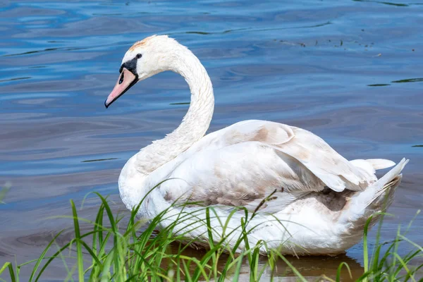 Giovane Cigno Sull Acqua Blu Del Lago Nella Giornata Sole — Foto Stock