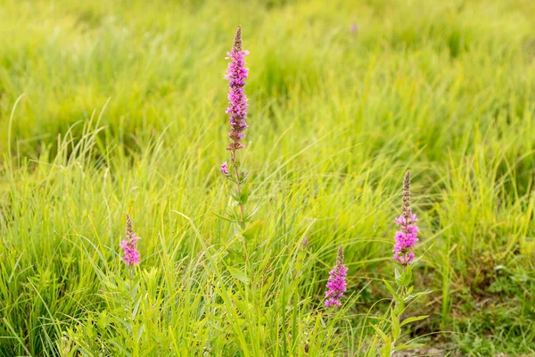 Sommaräng Med Vilda Orkidéblommor — Stockfoto