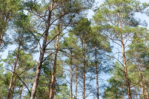 观赏森林中高大的松树时的场景 — 图库照片