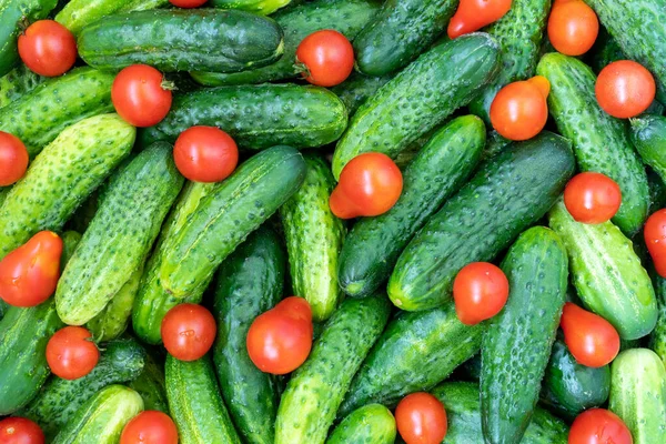 Gurkor Och Tomater Som Växer Från Färska Gröna Råa Ekologiska — Stockfoto