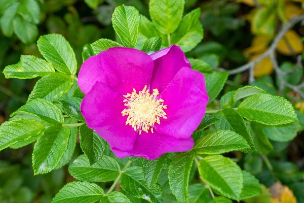 Fiore Rosa Canina Rosa Canina Brier Dolcificante Cespuglio Giardino — Foto Stock