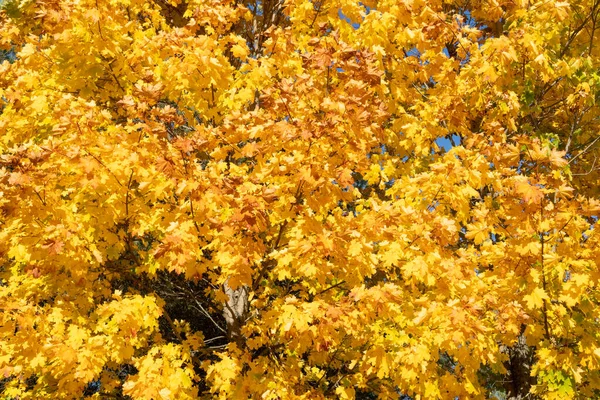 Árbol Arce Otoño Con Hojas Amarillas Parque Soleado — Foto de Stock