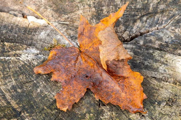 Іржавий Осінній Кленовий Лист Лежить Старому Пні Сезон Осені — стокове фото