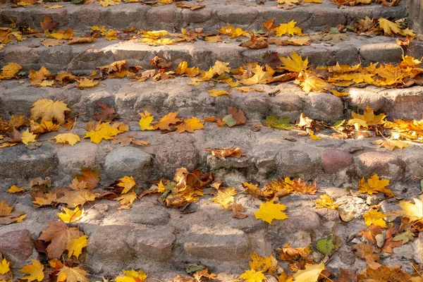 Осінній Сезон Міському Парку Бетонні Сходи Покриті Опалим Листям — стокове фото