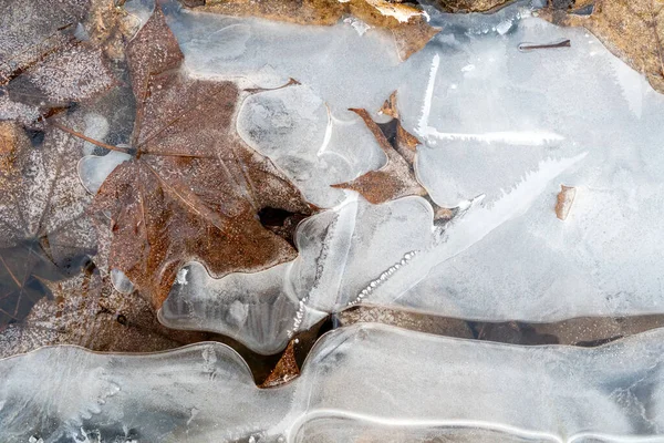 Flaque Eau Congelée Avec Feuilles Automne Tombées — Photo