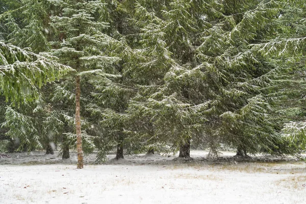 Neve Pesante Nella Foresta Tempo Nevoso Nel Bosco — Foto Stock