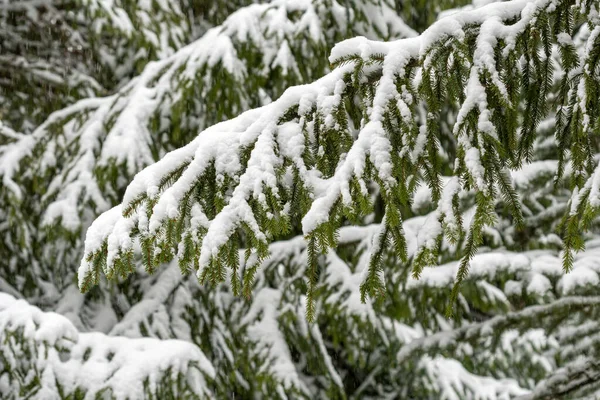 Inverno Sfondo Luminoso Con Rami Abete Nevoso — Foto Stock