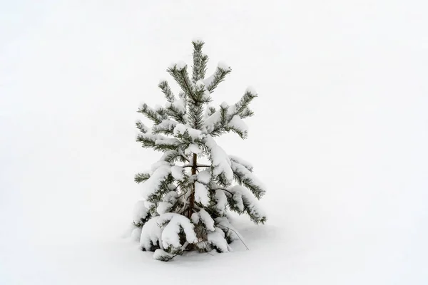 一场雪后 一棵小松树在雪地里 — 图库照片