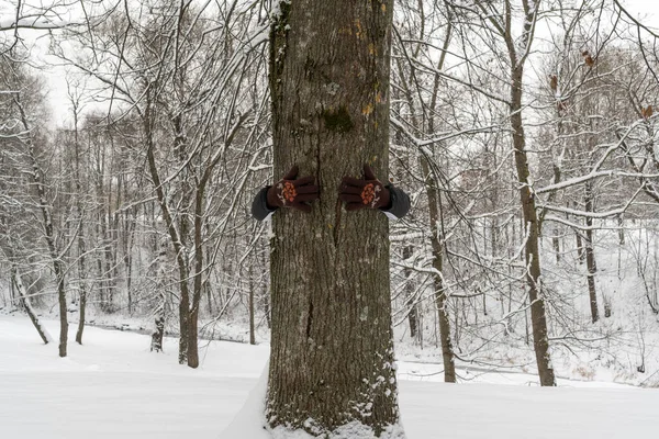 Hombre Abrazando Árbol Parque Invierno Concepto Protección Del Medio Ambiente — Foto de Stock