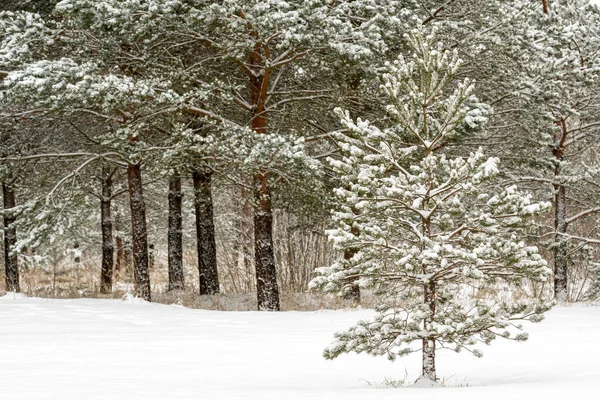 Paesaggio Invernale Con Pini Ricoperti Neve — Foto Stock