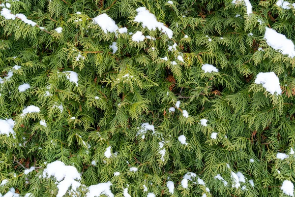 枝に雪のあるトゥヤの背景 — ストック写真